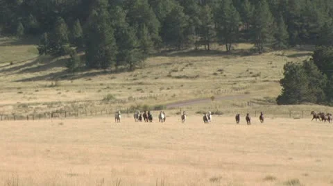 A Herd Of Horses In A Field With A Dense Tree line In the Background 3 Video stock 19305582