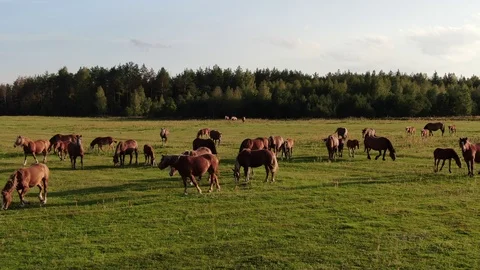 Herd of horses in field Stock Footage 115963075