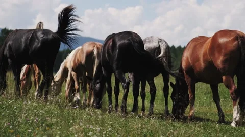 Herd of horses in the field Stock Footage 137229245