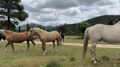 Herd of horses in the field. Stock Footage 313272428