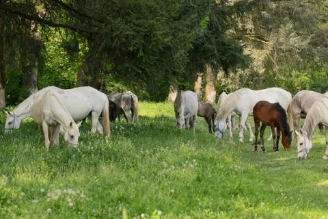 Herd of horses on the field Free Stock Photos