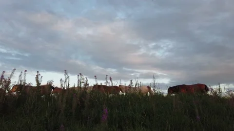 Herd of horses in a field at sunset Video stock 158680827