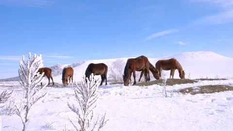 Herd of horses in the field in winter Stock Footage 125373210