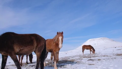 Herd of horses in the field in winter Stock Footage 125373442