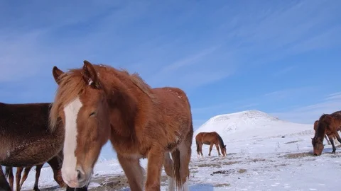 Herd of horses in the field in winter Stock Footage 125373487