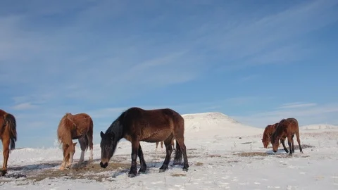 Herd of horses in the field in winter Stock Footage 125373513