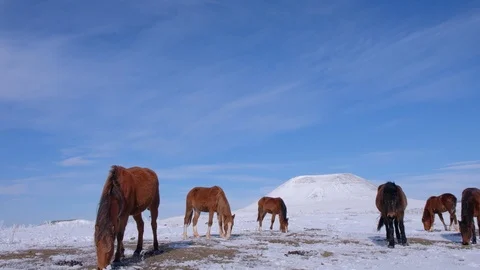 Herd of horses in the field in winter Stock Footage 125373550