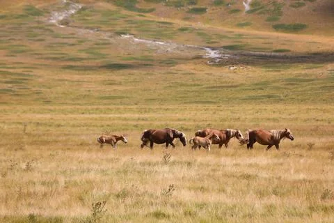 Herd of horses with foals in the wild while grazing among the clearing Stockfoto's