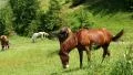 Herd of horses HD Footage