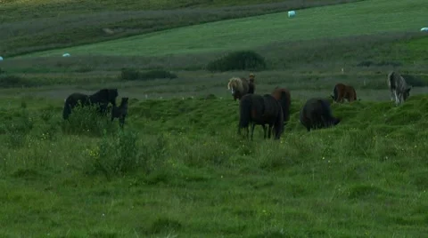 Herd of horses Stock Footage 8763721