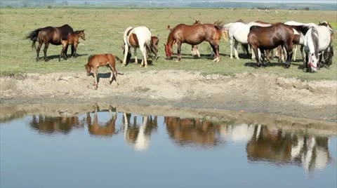 Herd of horses Stock Footage