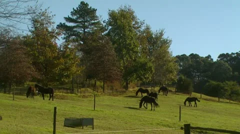 Herd of horses Stock Footage 12026204
