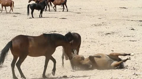 Herd of horses Stock Footage 12672877