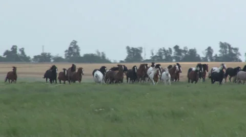 Herd of Horses Stock Footage 36276952