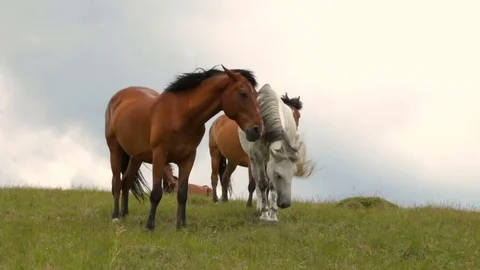Herd of horses Stock Footage 76934016