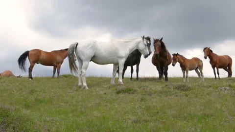 Herd of horses Stock Footage 76934029