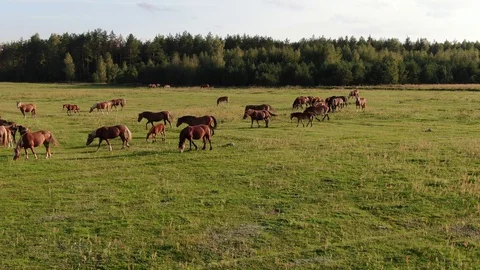 Herd of horses Stock Footage 115963078