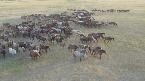 Herd Of Horses Stock-Footage 151762220