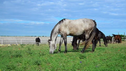 Herd of horses Stock Footage 152114002