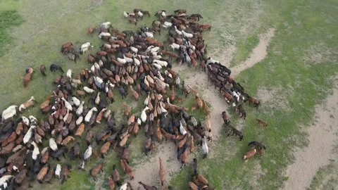 Herd of horses Video stock 200814113