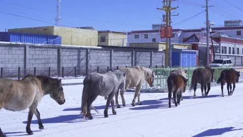 Herd of horses foraging in the snow Stock Footage 243022222