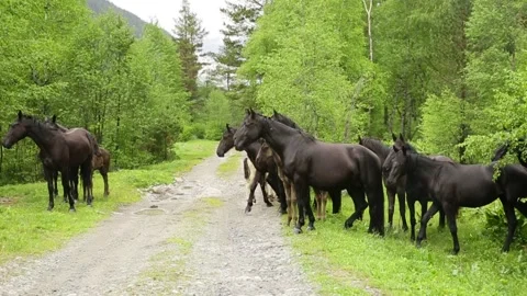 A herd of horses in the forest Stock Footage 145630569