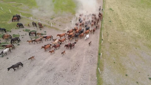 A herd of horses galloping across the grassland ranch Stock Footage 340248818