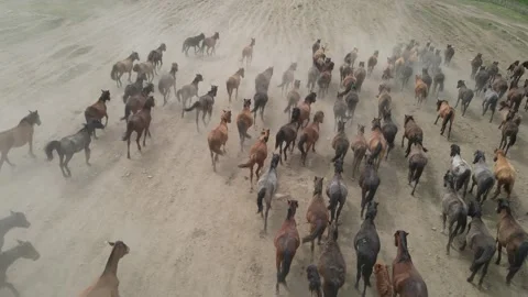 A herd of horses galloping across the grasslands of Gansu, China. Stock Footage 340248659