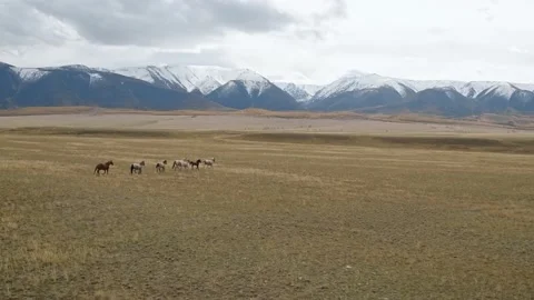 Herd of horses galloping along field in mountains Stock Footage 154122186