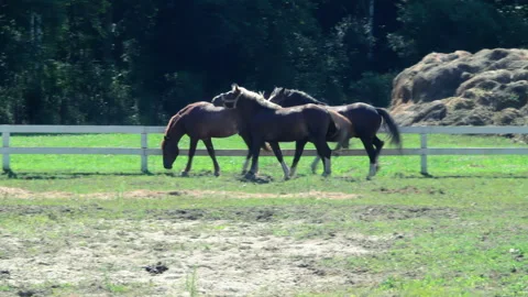 Herd horses galloping green paddock farm. Camera pan tracking running animals. Stock Footage 348107656