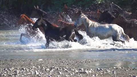 Herd of horses galloping on the river (slow motion) Stock-Footage 111226801