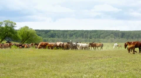 Herd of horses galloping through the meadow, summer day. Stock-Footage 10894742