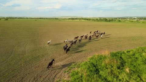 A herd of horses galloping through a summer field, young foals, footage take Stock Footage 246025267