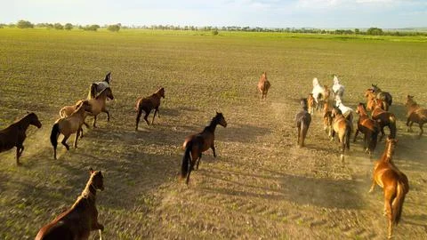 A herd of horses galloping through a summer field, young foals, footage taken f Stock Photos