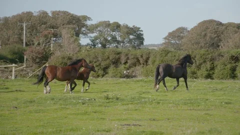 Herd of horses galops throuugh fields slowmo Stock Footage 123660585