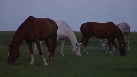 Herd of Horses Graze on the steppes Video stock 73005720