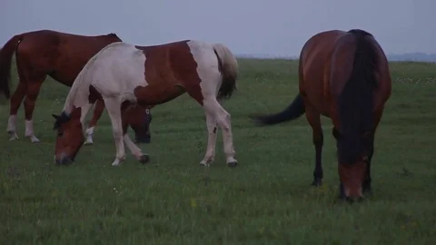 Herd of Horses Graze on the steppes Video stock 73005727