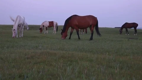 Herd of Horses Graze on the steppes Video stock 73005737