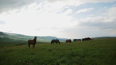 A herd of horses grazes in the mountains Stock Footage 80558343