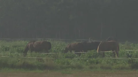 A herd of horses grazing in a field Video stock 63675357