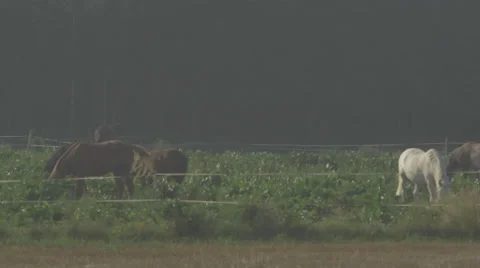 A herd of horses grazing in a field Video stock 63752913