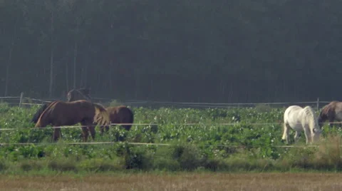 A herd of horses grazing in a field Video stock 63763100