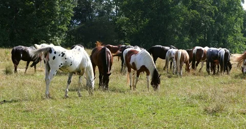 Herd of horses grazing Video stock 91777762