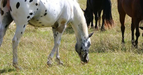 Herd of horses grazing Vidéo 91778039