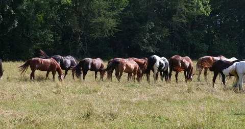 Herd of horses grazing Vidéo 91778372