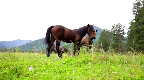 Herd of horses grazing in mountains Stock Footage 54685992