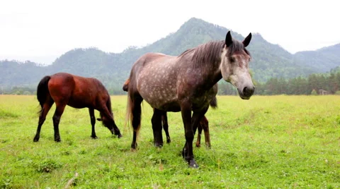 Herd of horses grazing in mountains 库存影片 56773359