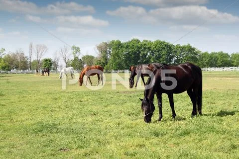 Herd of horses grazing ranch scene Stock Photos