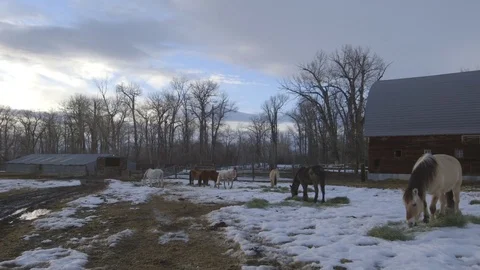 Herd of horses grazing in ranch on a winter day Stock Footage 83864355
