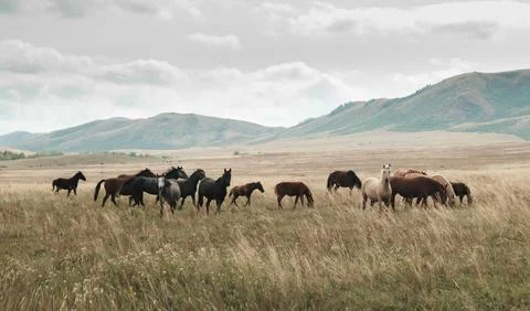 Herd of horses grazing in a spacious field covered with tall grass. Beyond .. Foto stock